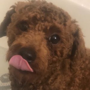 Meet your Posher, Cassidy